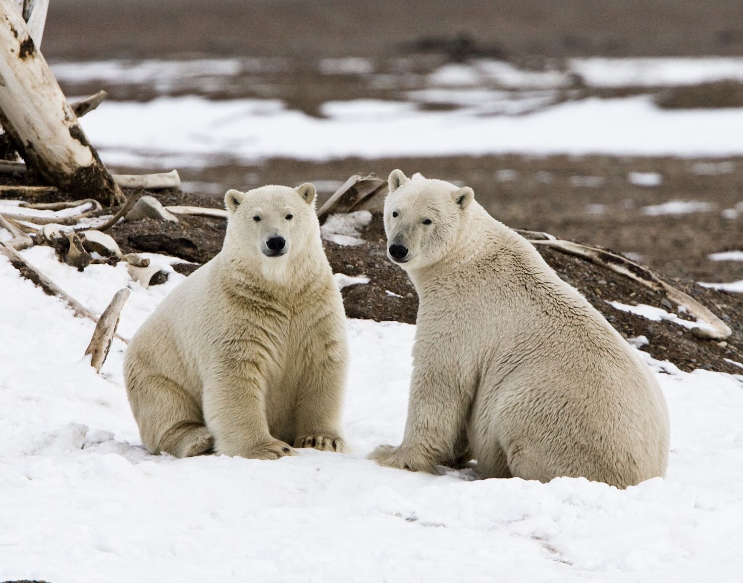 E jashtëzakonshme: Pamje kur ariu polar gjuan një dre në Norvegji -  Insajderi