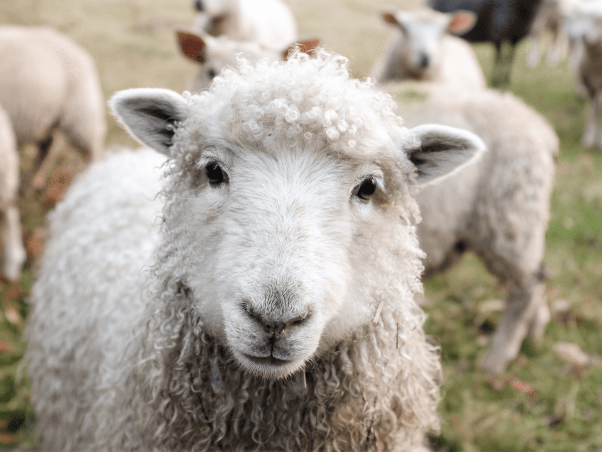 E padëgjuar  4 dele regjistrohen në shkollë për të shmangur mbylljen e klasës